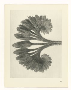 plan çalışması Sanat Arketipleri (dizi başlığı) by Karl Blossfeldt