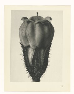 plan çalışması Sanat Arketipleri (dizi başlığı) by Karl Blossfeldt