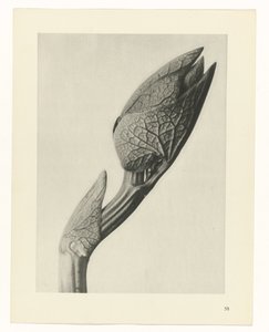 plan çalışması Sanat Arketipleri (dizi başlığı) by Karl Blossfeldt