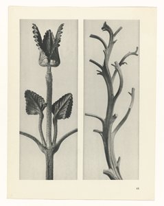 plan çalışması Sanat Arketipleri (dizi başlığı) by Karl Blossfeldt