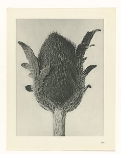 plan çalışması Sanat Arketipleri (dizi başlığı) by Karl Blossfeldt