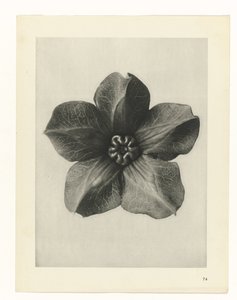 plan çalışması Sanat Arketipleri (dizi başlığı) by Karl Blossfeldt
