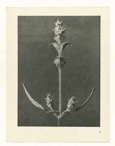 plan çalışması Sanat Arketipleri (dizi başlığı) by Karl Blossfeldt