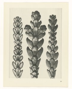 plan çalışması Sanat Arketipleri (dizi başlığı) by Karl Blossfeldt