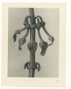 Sanat arketiplerini planlayın (dizi başlığı) by Karl Blossfeldt