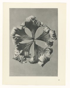 plan çalışması Sanat Arketipleri (dizi başlığı) by Karl Blossfeldt