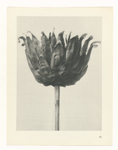 plan çalışması Sanat Arketipleri (dizi başlığı) by Karl Blossfeldt