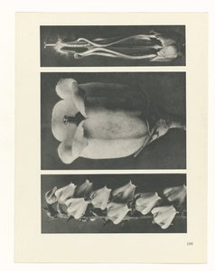 plan çalışması Sanat Arketipleri (dizi başlığı) by Karl Blossfeldt