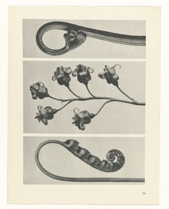 plan çalışması Sanat Arketipleri (dizi başlığı) by Karl Blossfeldt
