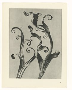 plan çalışması Sanat Arketipleri (dizi başlığı) by Karl Blossfeldt
