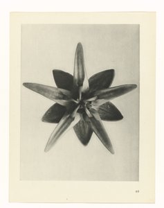 plan çalışması Sanat Arketipleri (dizi başlığı) by Karl Blossfeldt