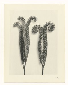 plan çalışması Sanat Arketipleri (dizi başlığı) by Karl Blossfeldt