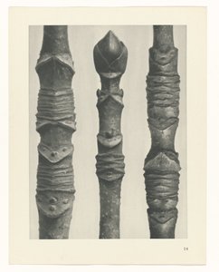 plan çalışması Sanat Arketipleri (dizi başlığı) by Karl Blossfeldt