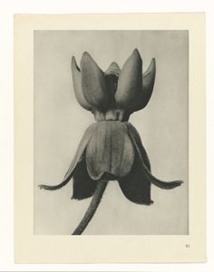 plan çalışması Sanat Arketipleri (dizi başlığı) by Karl Blossfeldt