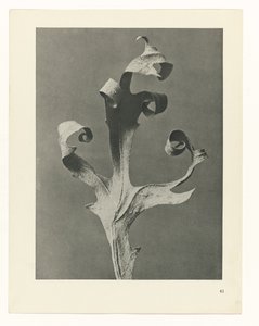 plan çalışması Sanat Arketipleri (dizi başlığı) by Karl Blossfeldt
