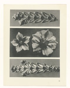 plan çalışması Sanat Arketipleri (dizi başlığı) by Karl Blossfeldt