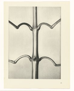plan çalışması Sanat Arketipleri (dizi başlığı) by Karl Blossfeldt