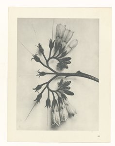 plan çalışması Sanat Arketipleri (dizi başlığı) by Karl Blossfeldt