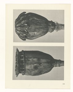 plan çalışması Sanat Arketipleri (dizi başlığı) by Karl Blossfeldt