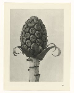 plan çalışması Sanat Arketipleri (dizi başlığı) by Karl Blossfeldt