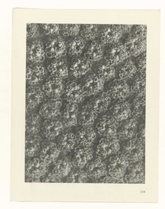 plan çalışması Sanat Arketipleri (dizi başlığı) by Karl Blossfeldt