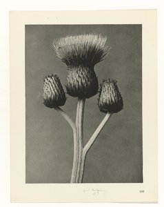 plan çalışması Sanat Arketipleri (dizi başlığı) by Karl Blossfeldt