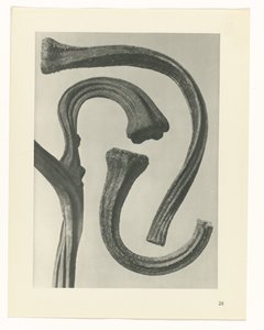 plan çalışması Sanat Arketipleri (dizi başlığı) by Karl Blossfeldt