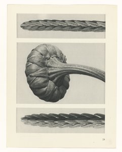 plan çalışması Sanat Arketipleri (dizi başlığı) by Karl Blossfeldt