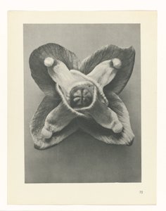 plan çalışması Sanat Arketipleri (dizi başlığı) by Karl Blossfeldt