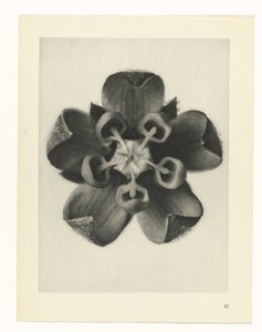 plan çalışması Sanat Arketipleri (dizi başlığı) by Karl Blossfeldt