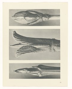 plan çalışması Sanat Arketipleri (dizi başlığı) by Karl Blossfeldt