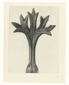 plan çalışması Sanat Arketipleri (dizi başlığı) by Karl Blossfeldt
