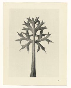Plan çalışması Urformen der Kunst (seri başlığı) by Karl Blossfeldt