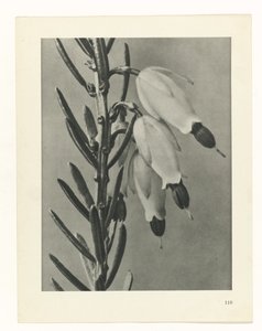 plan çalışması Sanat Arketipleri (dizi başlığı) by Karl Blossfeldt