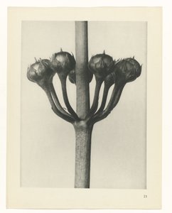 plan çalışması Sanat Arketipleri (dizi başlığı) by Karl Blossfeldt