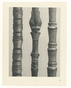 plan çalışması Sanat Arketipleri (dizi başlığı) by Karl Blossfeldt