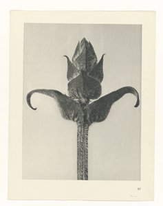 plan çalışması Sanat Arketipleri (dizi başlığı) by Karl Blossfeldt