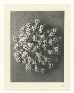 plan çalışması Sanat Arketipleri (dizi başlığı) by Karl Blossfeldt