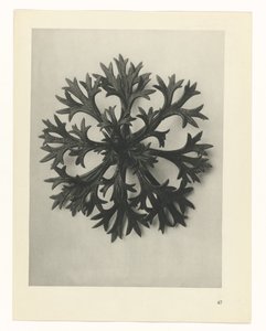 plan çalışması Sanat Arketipleri (dizi başlığı) by Karl Blossfeldt