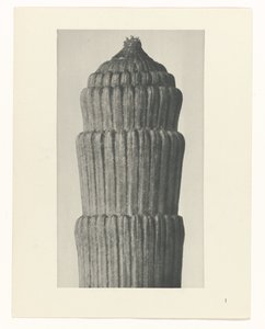 Plan çalışması, Equisetum hiemale Sanat Arketipleri (dizi başlığı) by Karl Blossfeldt