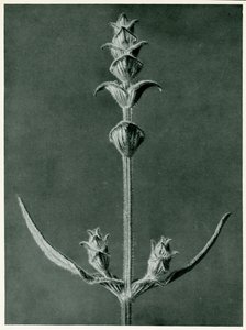Salvia, 1929 (fotogravür) by Karl Blossfeldt