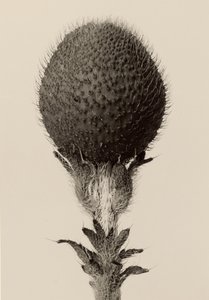  by Karl Blossfeldt