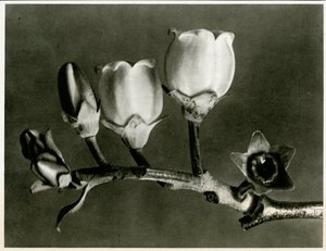 Vaccinium Corymbosum. 1929 (fotogravür)