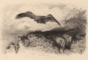 Kartal uçuşta. by Karl Bodmer