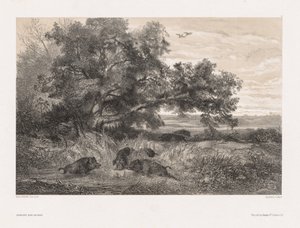 Doğadan Sonra Hayvanlar ve Manzara: Gölde Yaban Domuzu by Karl Bodmer