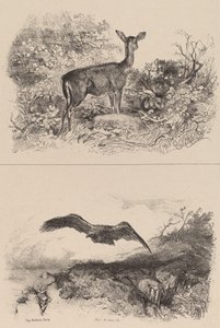 Dur, Kartal. by Karl Bodmer