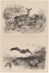 geyik, kartal by Karl Bodmer