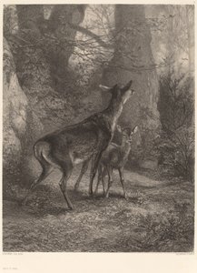 geyik ve geyik yavrusu by Karl Bodmer