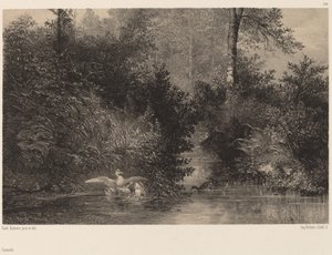 ördekler by Karl Bodmer