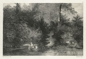Canards Ördekler. by Karl Bodmer